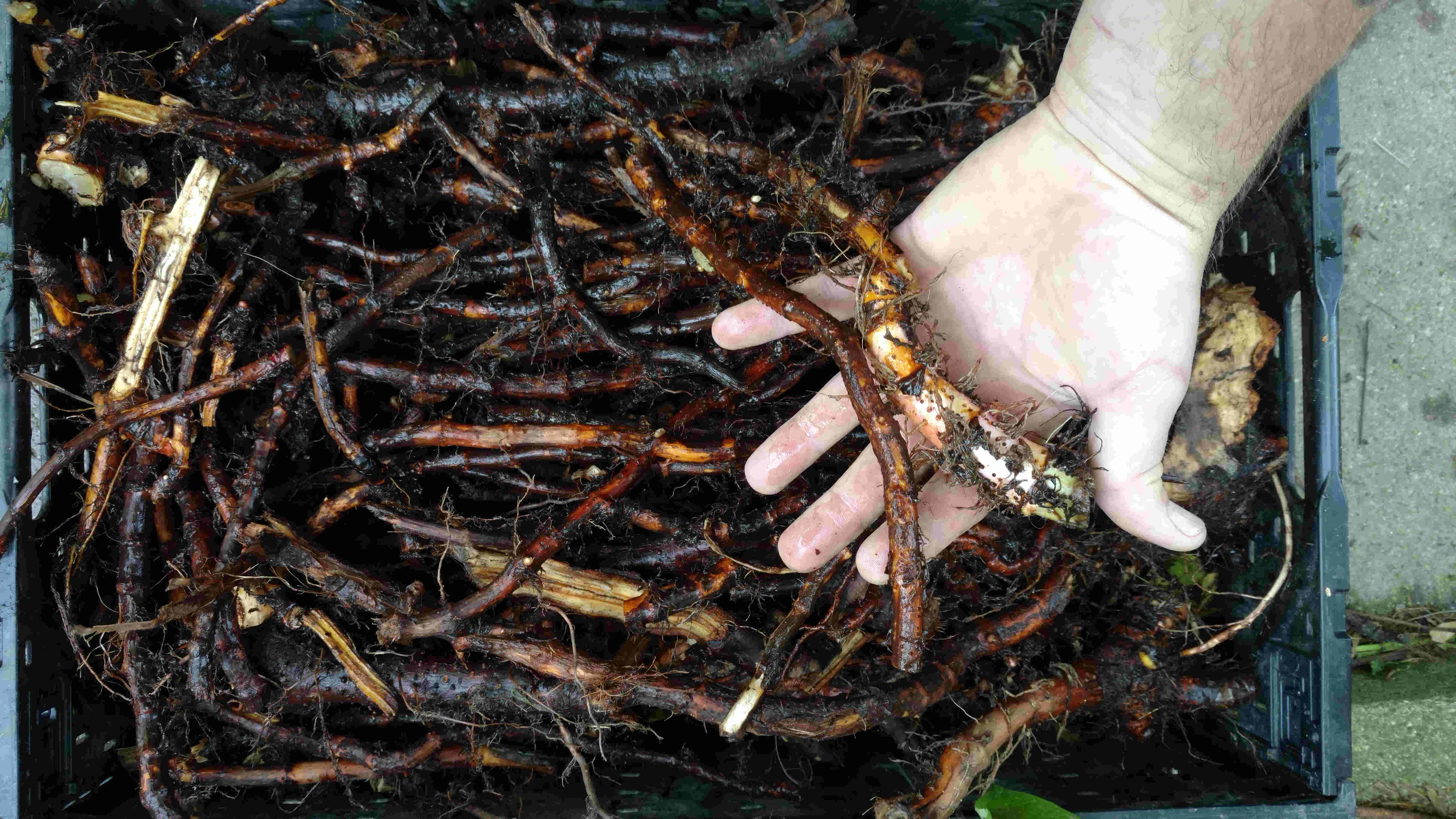 japanese-knotweed-root-plant-based-services